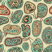 Drawing of bacterial cell structure