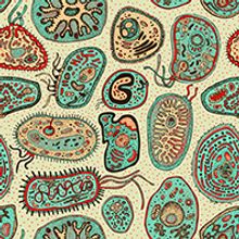 Drawing of bacterial cell structure