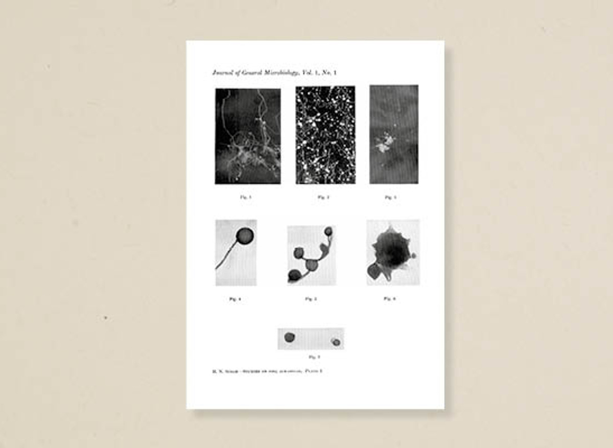 Studies on soil acrasieae, taken from a paper published in <i>The Journal of General Microbiology</i> Volume 1