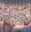 Gut Microbiome 220x220.png