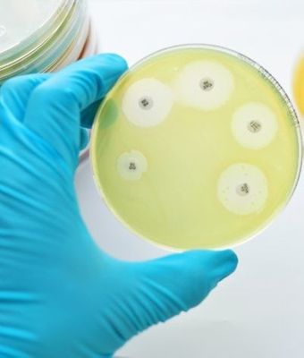 Commonly available probiotics can reduce virulence of Staphylococcus ...