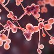 Close up of Candida fungi