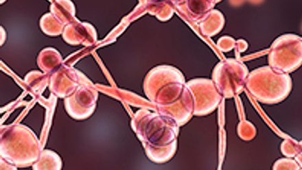 Close up of Candida fungi
