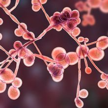 Close up of Candida fungi