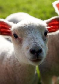 Photo of lamb in a field.