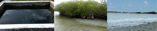 Sample collecting sites in different extreme ecosystems (hot water springs, mangroves and salt marshes) in Sri Lanka 