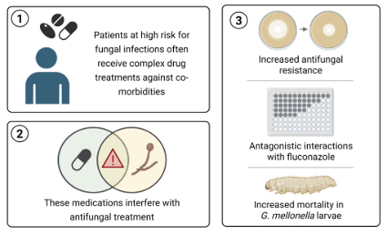 When human drugs help fungal pathogens survive antifungal treatments