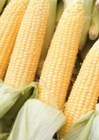 Photo of yellow corn.