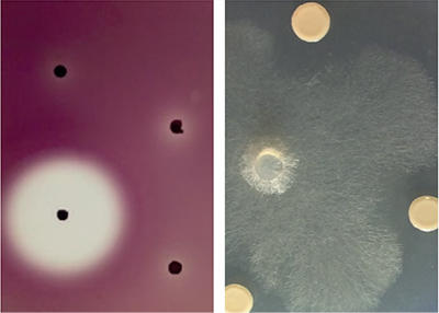 Antagonism against Pectobacterium is shown as a zone of clearing around a black, Burkholderia colony and inhibition of the filmentous growth of the Pythium by 3 Burkholderia colonies. 