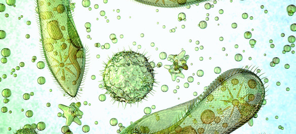 Small, light green, transparent microbes.