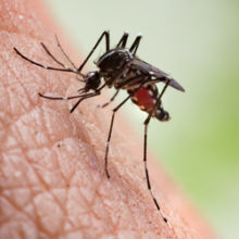 mosquito.jpg
