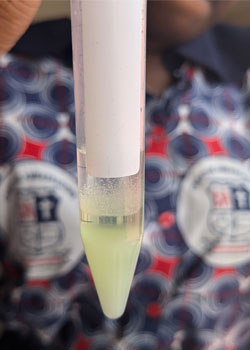 Test tube of banana DNA liquid