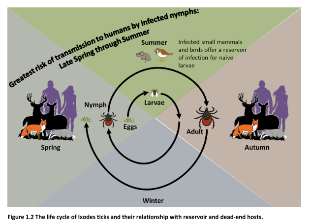Life cycle_credit - Dr John Tulloch, University of Liverpool.png