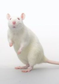 White mouse
