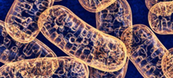 Eukaroytic cells