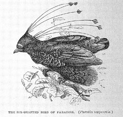 MT Aug 2013 Bird of Paradise