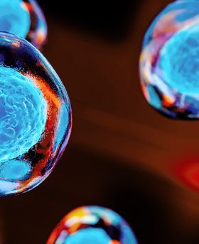 Multiple cells, each with a translucent outer membrane and blue nucleus, floating in a fluid.