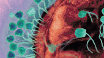 MT May 2014 Bacteriophages 1