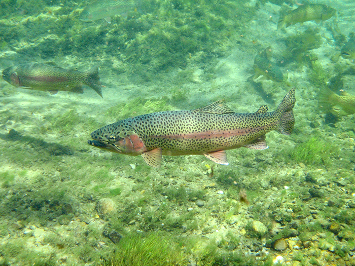 mlharing_rainbowtrout.jpeg