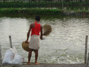 Feeding fish