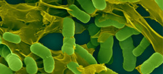 microbiome-health-associations.jpg