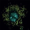 Wolbachia, antiviral bacterium