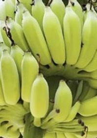 Close up of one bunch of bananas