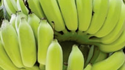 Close up of one bunch of bananas