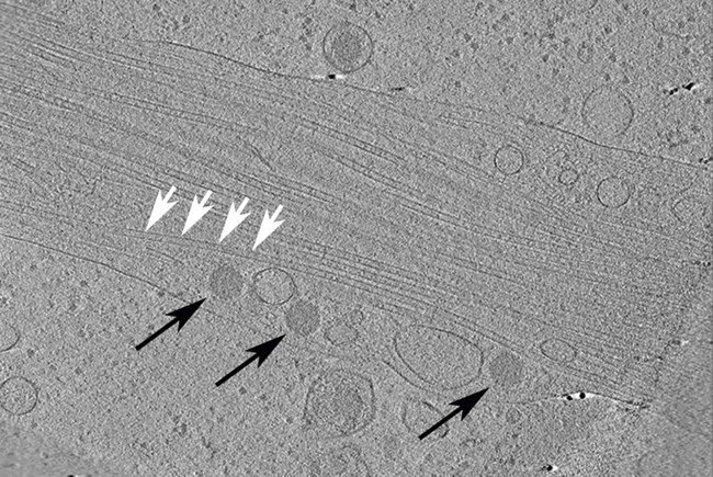 MT Aug 16 cryogenic fig 6