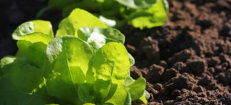 lettuce-root-colonisation-thumbnail.jpg