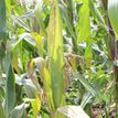 Infected maize plant