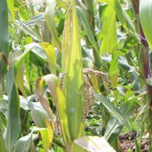 Infected maize plant