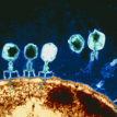 MT-May-20-Viruses-and-challenges-in-microbiology.jpg