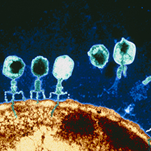 Viruses What are they and what do they do Medical News Today