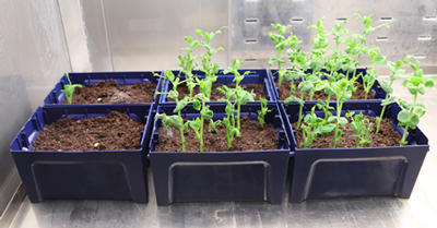 Three columns (two boxes in each) of pea seeds. Left: one small shoot shows.  Centre: several shoots show. Right: Several, slightly taller shoots show.