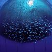Fishing net full of fish in the front and a diver in the back