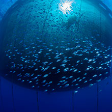 Aquaculture-fish-nets-220x220.jpg
