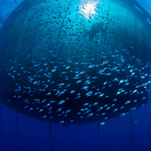 Fishing net full of fish in the front and a diver in the back