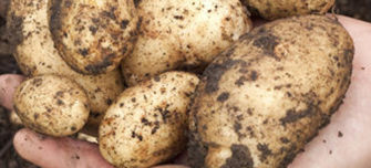 muddy-potatoes-thumbnail.jpg