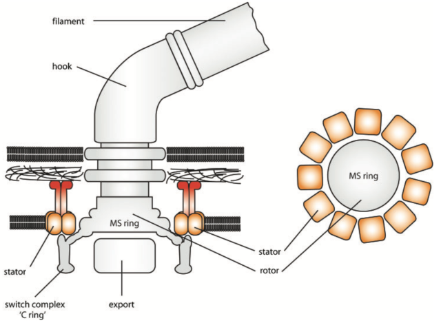 Adapted from Thormann, K. M., & Paulick, A. (2010): Tuning the flagellar motor, Microbiology, under CC BY 3.0