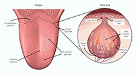 Diagram of salivary glands in the tongue