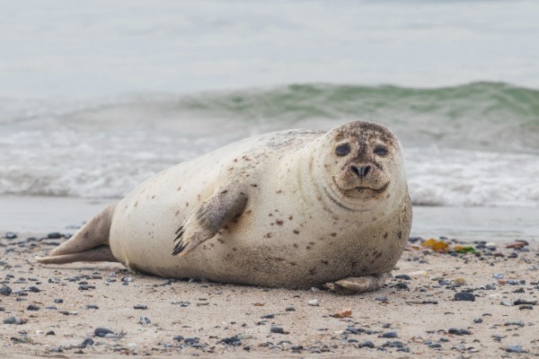 seal iStock-Roman Bjuty.jpg