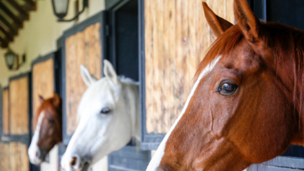 Equine Dermatitis PR Thumb (2).jpg