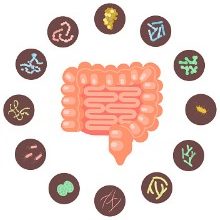 infographic-of-intestines-with-microbiota-vector-id1072049474.jpg