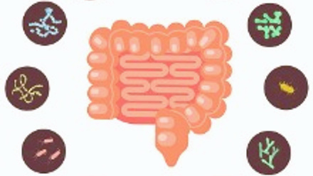 infographic-of-intestines-with-microbiota-vector-id1072049474.jpg