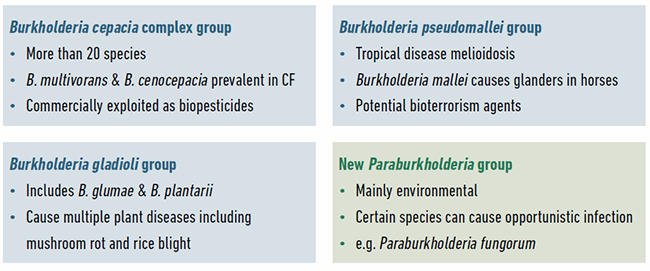 Example species and the properties of different groups of Burkholderia bacteria. The four groups of Burkholderia currently being studied by researchers and example species within them are shown.