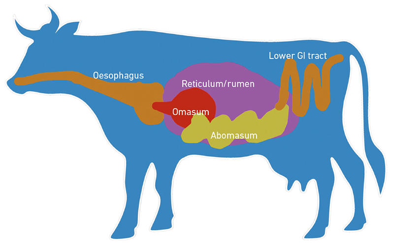 Fig. 1. Ruminant gastrointestinal tract.