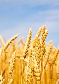 Close up wheat in a field