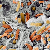 A matter of taste: using microbes to influence flavour production