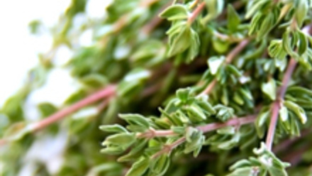 Thyme